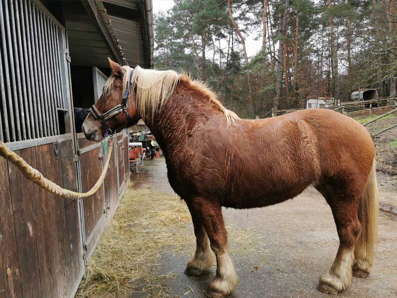 photo-du-cheval-elektra-du-centre-equestre