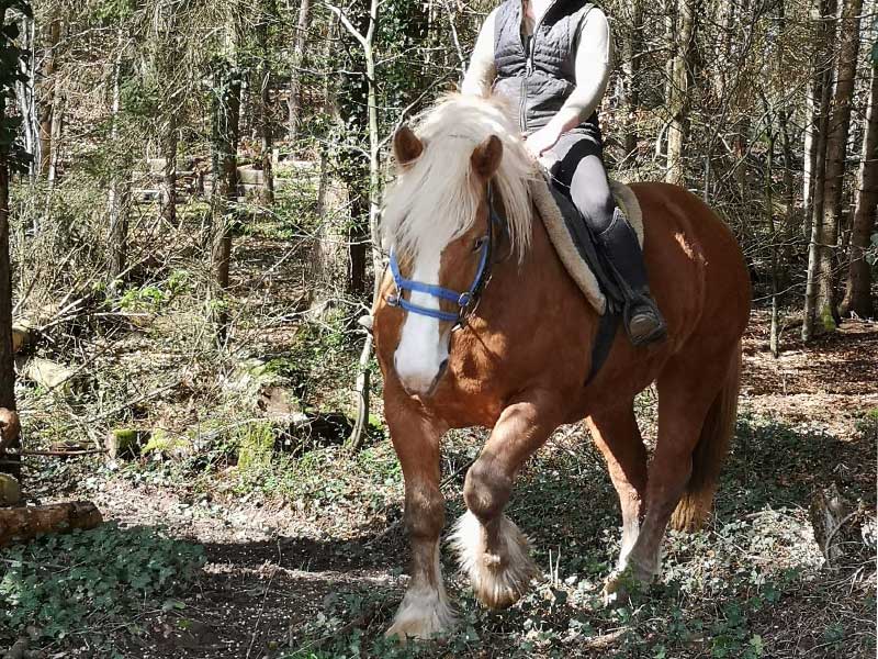 photo-du-cheval-elektra-du-centre-equestre