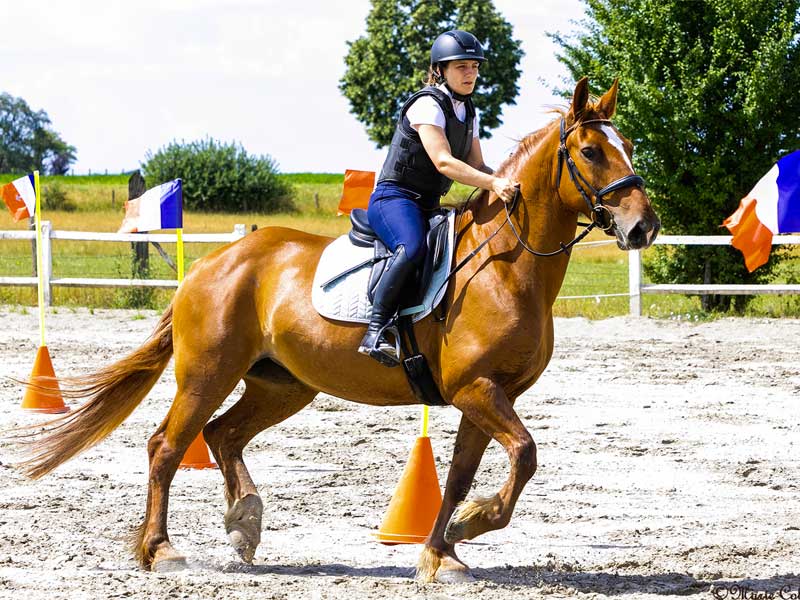 photo-du-cheval-gina-du-centre-equestre