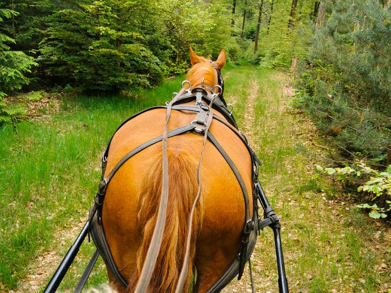 photo-du-cheval-gina-du-centre-equestre