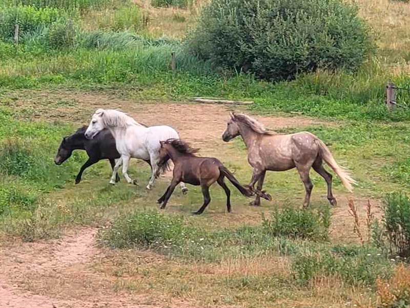photo-du-cheval-kiwi-du-centre-equestre