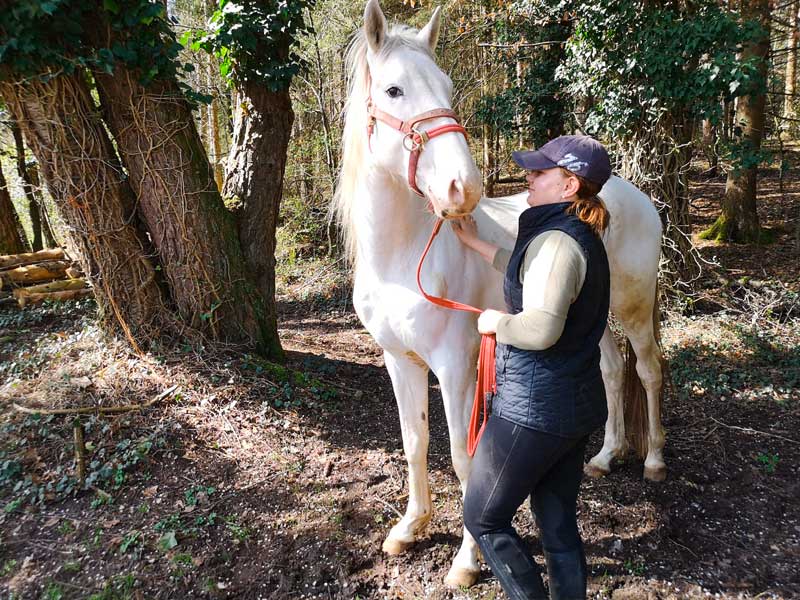 photo-du-cheval-lokni-du-centre-equestre