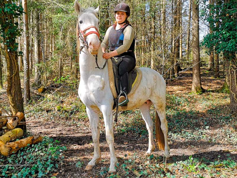 photo-du-cheval-lokni-du-centre-equestre