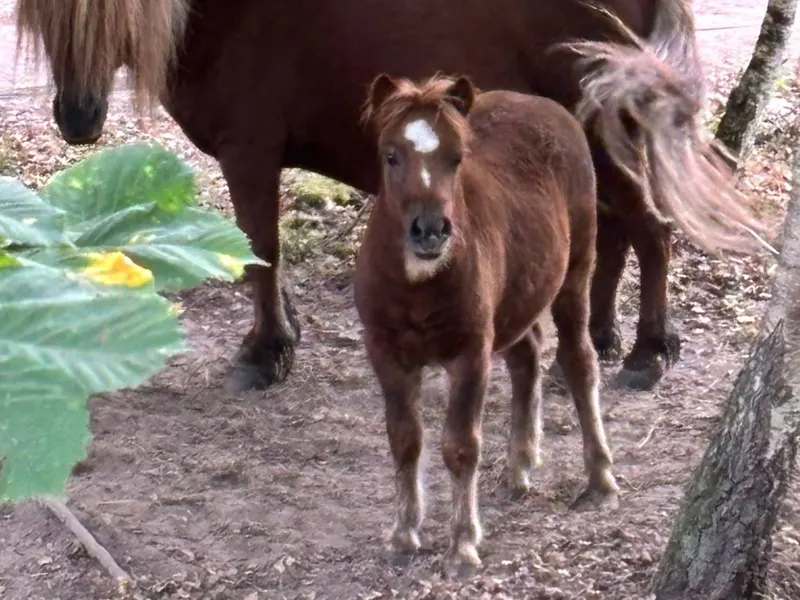 Quinoa, pouliche shetland à vendre