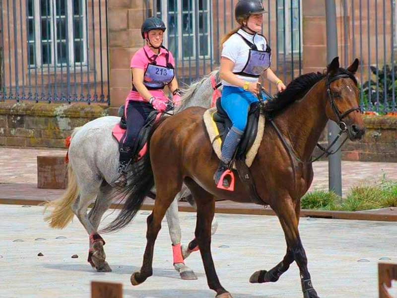 photo-du-cheval-ulmar-du-centre-equestre