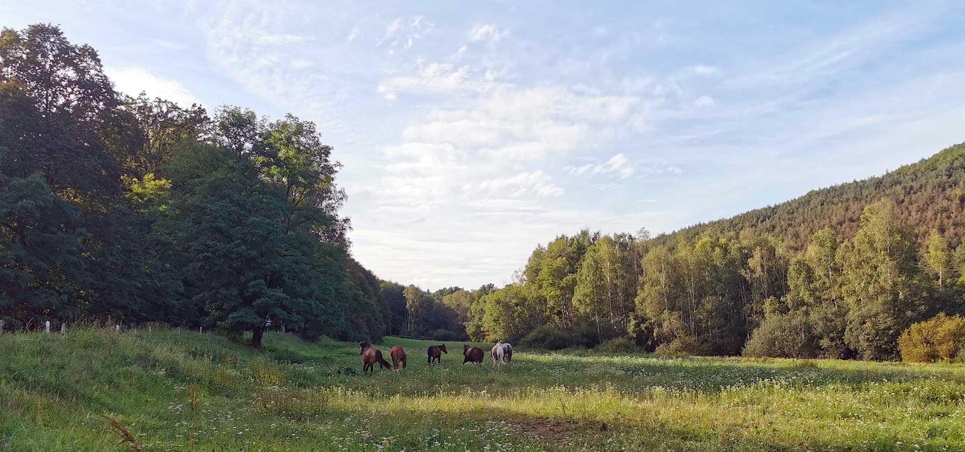 Centre Equestre de Obersteinbach